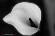 Nome File=Calla-2~2.jpg
Dimensione File=288KB
Dimensioni=1107x737
Data aggiunta=Mag 02, 2013 Calla-2~2.jpg