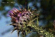Nome File=DSC01051--.gif
Dimensione File=593KB
Dimensioni=1200x816
Data aggiunta=Giu 28, 2014 DSC01051--.gif