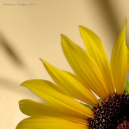 Girasole_2.jpg