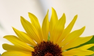Il-sole-a-metà.jpg