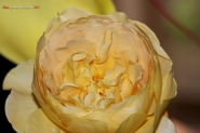 Nome File=Punto-Giallo.jpg
Dimensione File=553KB
Dimensioni=1200x799
Data aggiunta=Mag 05, 2013 Punto-Giallo.jpg