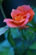 Rosellina_filtered.jpg Rosellina_filtered.jpg