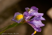 Nome File=Semplicemente-Iris.jpg
Dimensione File=599KB
Dimensioni=1200x799
Data aggiunta=Mag 03, 2014 Semplicemente-Iris.jpg