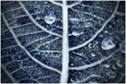 Nome File=alveoli.jpg
Dimensione File=556KB
Dimensioni=1024x686
Data aggiunta=Nov 24, 2012 alveoli.jpg