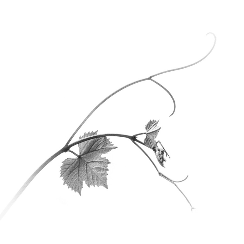 Clicca per l'immagine full size