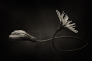 Nome File=Fiori.jpg
Dimensione File=130KB
Dimensioni=900x594
Data aggiunta=Giu 04, 2016 Fiori.jpg