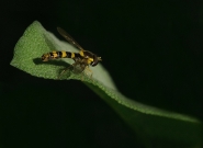 Filename=Riposo.jpg
Filesize=217KB
Dimensions=1000x732
Date added=Jun 13, 2021 Riposo.jpg
