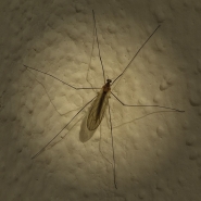 Filename=Zanzara.JPG
Filesize=183KB
Dimensions=700x700
Date added=Nov 27, 2019 Zanzara.JPG
