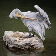 Nome File=___Zoo_di_Berna___.jpg
Dimensione File=243KB
Dimensioni=800x800
Data aggiunta=Set 02, 2014 ___Zoo_di_Berna___.jpg