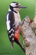 picchiorosso1024.jpg