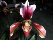 orchidea.jpg orchidea.jpg