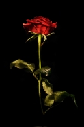 Filename=red.jpg
Filesize=74KB
Dimensions=683x1024
Date added=Nov 07, 2011 red.jpg