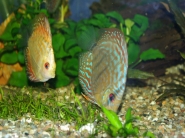 discus.jpg