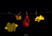20171014_3713-copia-ho-steso-i-colori-dell_autunno___.jpg