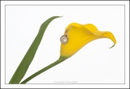 Filename=micro~1.jpg
Filesize=151KB
Dimensions=1200x830
Date added=Jul 03, 2021 micro~1.jpg