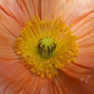 Filename=micro~3.jpg
Filesize=235KB
Dimensions=1200x1200
Date added=Sep 21, 2022 micro~3.jpg