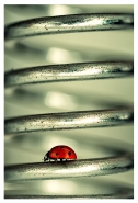 Nome File=bugs_life.jpg
Dimensione File=242KB
Dimensioni=545x800
Data aggiunta=Apr 29, 2012 bugs_life.jpg