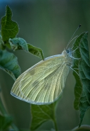 Nome File=good_night.jpg
Dimensione File=554KB
Dimensioni=803x1154
Data aggiunta=Giu 01, 2012 good_night.jpg