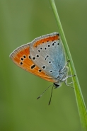 Nome File=licena_delle_paludi.jpg
Dimensione File=268KB
Dimensioni=536x800
Data aggiunta=Mag 08, 2012 licena_delle_paludi.jpg