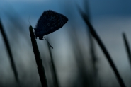 Nome File=twilight.jpg
Dimensione File=156KB
Dimensioni=800x536
Data aggiunta=Mag 07, 2012 twilight.jpg