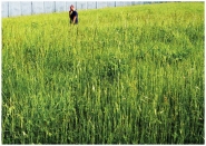 Nome File=campo3_copia.jpg
Dimensione File=294KB
Dimensioni=800x567
Data aggiunta=Lug 18, 2012 campo3_copia.jpg