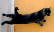 gatto_in_stretching.jpg