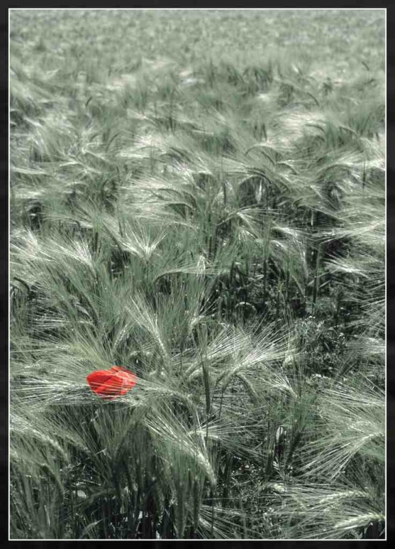 Clicca per l'immagine full size