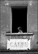 Nome File=cane_alla_finestra_hfmm.jpg
Dimensione File=558KB
Dimensioni=680x960
Data aggiunta=Gen 24, 2014 cane_alla_finestra_hfmm.jpg
