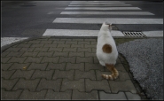 Nome File=gatto_sul_passaggio_pedonale_hfmm.jpg
Dimensione File=474KB
Dimensioni=960x596
Data aggiunta=Gen 01, 2014 gatto_sul_passaggio_pedonale_hfmm.jpg