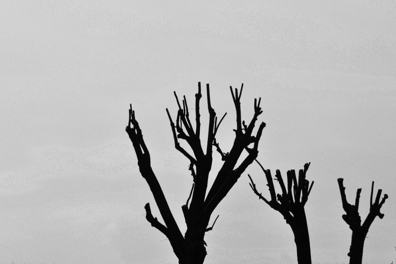 Clicca per l'immagine full size