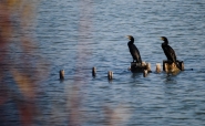 Filename=07122019-IMG_0242.jpg
Filesize=516KB
Dimensions=1200x742
Date added=Dec 09, 2019 07122019-IMG_0242.jpg