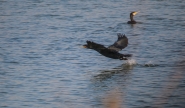 Filename=07122019-IMG_0246.jpg
Filesize=478KB
Dimensions=1200x702
Date added=Dec 09, 2019 07122019-IMG_0246.jpg