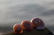 Nome File=Shell.jpg
Dimensione File=225KB
Dimensioni=1024x683
Data aggiunta=Mag 21, 2012 Shell.jpg