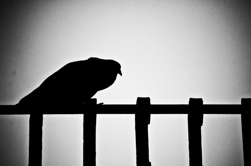 Clicca per l'immagine full size