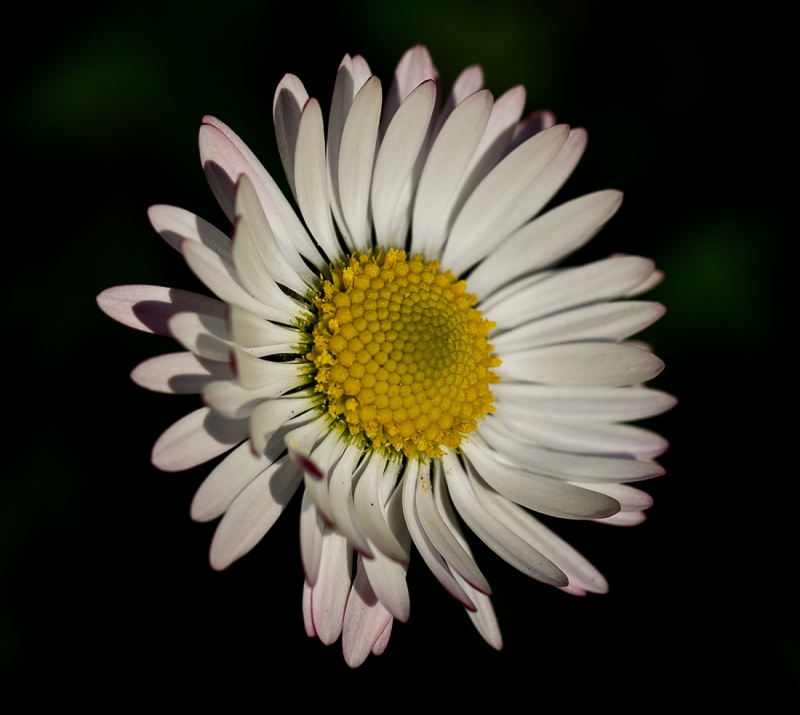 Clicca per l'immagine full size