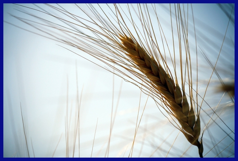 Clicca per l'immagine full size