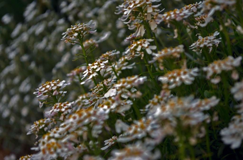 Clicca per l'immagine full size