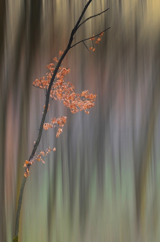 Clicca per l'immagine full size