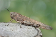 Nome File=Anacridium-aegyptium-WEB.jpg
Dimensione File=524KB
Dimensioni=1024x683
Data aggiunta=Ott 26, 2014 Anacridium-aegyptium-WEB.jpg