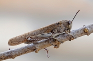 Nome File=Anacridium-aegyptium.jpg
Dimensione File=399KB
Dimensioni=1024x680
Data aggiunta=Dic 19, 2012 Anacridium-aegyptium.jpg
