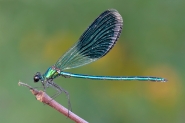 Nome File=Calopteryx-splendens-maschio_web.jpg
Dimensione File=451KB
Dimensioni=1024x683
Data aggiunta=Ott 01, 2014 Calopteryx-splendens-maschio_web.jpg