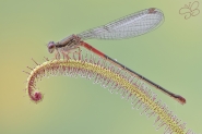 Nome File=Ceriagrion_1200.jpg
Dimensione File=527KB
Dimensioni=1200x800
Data aggiunta=Giu 13, 2016 Ceriagrion_1200.jpg