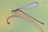 Ceriagrion_1200.jpg