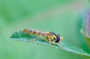 Eupeodes-latifasciatus-(Macquart,-1829).jpg