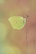Nome File=Gonepteryx_cleopatra_web.jpg
Dimensione File=273KB
Dimensioni=683x1024
Data aggiunta=Ago 23, 2015 Gonepteryx_cleopatra_web.jpg