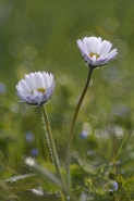 Nome File=Le_gemelle.jpg
Dimensione File=293KB
Dimensioni=800x1200
Data aggiunta=Mar 14, 2016 Le_gemelle.jpg