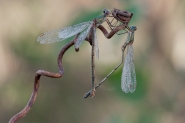 Nome File=Libellula02.jpg
Dimensione File=370KB
Dimensioni=1024x683
Data aggiunta=Nov 18, 2014 Libellula02.jpg
