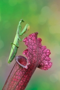 Nome File=Mantis-religiosa-WEB.jpg
Dimensione File=589KB
Dimensioni=683x1024
Data aggiunta=Ott 14, 2014 Mantis-religiosa-WEB.jpg