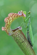 Filename=Mantis-religsiosa_web.jpg
Filesize=528KB
Dimensions=683x1024
Date added=Oct 17, 2014 Mantis-religsiosa_web.jpg
