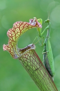 Mantis-religsiosa_web.jpg